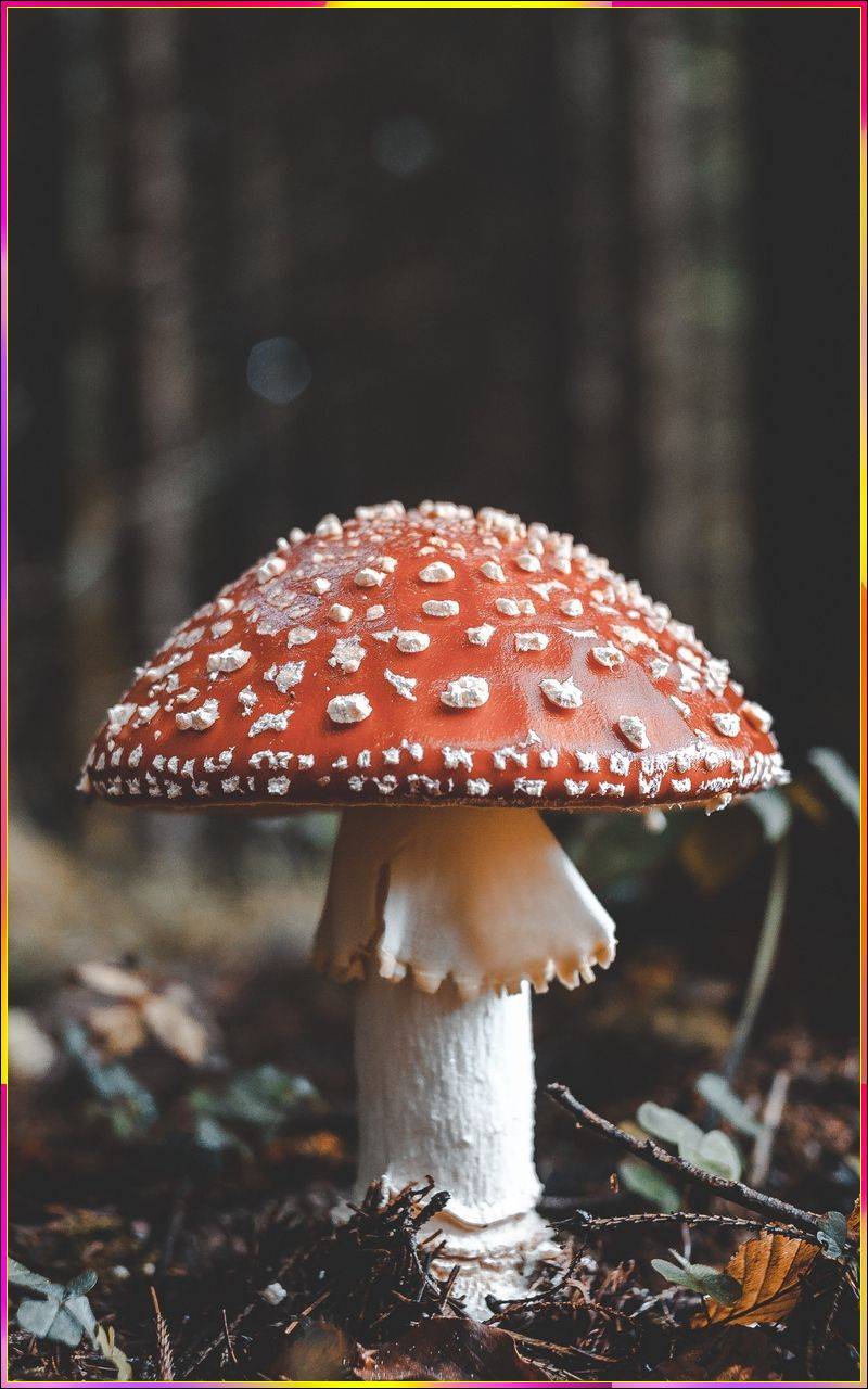 mushroom preppy wallpapers